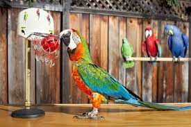 Zac the Macaw